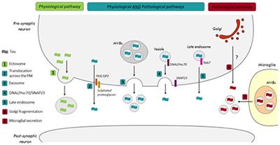 Tau Secretion: Good and Bad for Neurons